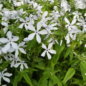 Phlox divaricaria 'White Perfume' ---